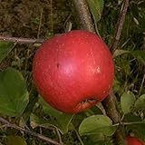 Herbstapfel Obstbaum Elstar Apfelbaum Busch 120-160 cm 2-jährig