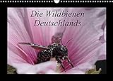 Die Wildbienen Deutschlands (Wandkalender 2022 DIN A3 quer) [Calendar] Everaars, Jeroen [Calendar] Everaars, Jeroen [Calendar] Everaars, J
