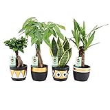 Hellogreen Zimmerpflanze - Luftreinigende Zimmerpflanzen Mix - Goldkeramik - 4er-Set - Luftreinigend - Easy to Care - Sanseveria, Ficus Bonsai, Pachira, Y