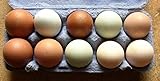 10+2 bunte Hühner-Eier aus Freiland Haltung, von verschiedenen Hühner-Rassen, direkt vom Bauernhof mit Kräuter Fütterung, tages-frische Delikatesse aus der Altmark, auch als B