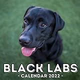 Black Labs Calendar 2022: 16-Month Calendar, Cute Gift Idea For Black Labrador Retriever Lovers Men And W