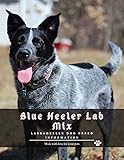 Blue Heeler Lab Mix: Labraheeler Dog Breed Information (English Edition)