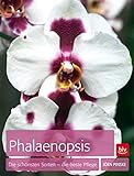 Phalaenopsis: Die schönsten Sorten - die beste Pfleg