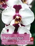 Phalaenopsis: Die schönsten Sorten - die beste Pfleg