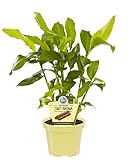 Zimt-Aroma, Zimtaroma-Pflanze, Elettaria cardamomum, frisches Zimt-Aroma, im 12 cm Top