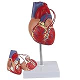 HUIGE Lebensgröße Menschliches Herz Modell, Herz Bypass Anatomisches Modell, Menschliches Herz-Kardiologie Medizinisches Modellprobe Für Klassenzimmer-Studie-Anzeigen-U