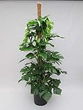 Monstera delicosa am Moosstab 120 cm - Köstliche Fensterblatt - Zimmerpflanze - bessere Raumluft - Grünp