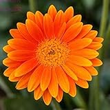 XINDUO Lange Blütezeit winterhart,Vier Jahreszeiten Landschaft Pflanze Gerbera Gänseblümchen Samen-W-7# _100 Kapseln,Samen saatgut winterhart mehrjährig