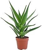 Fangblatt - Aloe delaetii - Sukkulente ca. 45 cm hoch - fantastische Zimmerpflanze - perfekte Pflanze für Ihr Bü