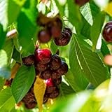 Prunus avium Grosse Späte Schwarze Knorpelkirsche - Gesamthöhe 160+ cm - Topf Ø 26