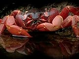 R is for Red Crab