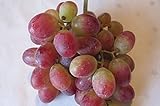 Vitis vinifera Scarlotta - Kernlose Weintraube S