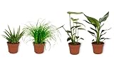 4er Set Zimmerpflanzen - Aloe Vera, Cyperus Zumula, Monstera & Strelitizia - Zimmerpflanze im Kulturtopf - Höhe +/- 25cm inklusive Topf - 12cm Durchmesser (Topf)