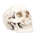 Modell Schädel Dekoration, Halloween Requisiten Halloween Desktop Ornamente Halloween Schädel Dekorationen für Zuhause Wiedervereinigung Kostümparty