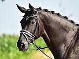 BUSSE Trense COMFORT, Warmblut extra groß, schwarz (weiß)/S