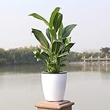 MINGMIN-DZ Dauerhaft Faul Auto Irrigate Blumentopf Automatische Bewässerung Pflanzer Absorption Topf Grünpflanze Wasser Kultur Selbst saugen Flowerpot (Sheet Size : M)