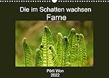 Die im Schatten wachsen - Farne (Wandkalender 2022 DIN A3 quer)