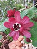 Sinocalycalycanthus raulstonii Hartlage Wine - Chinesischer Wachsstrauch - 30-40