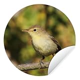 Fototapete Rund und selbstklebend - Fototapete - Rund - Braun gefärbte Orpheusspottdrossel auf einem Ast - Ø 30 cm - Selbstklebend - Tapete - runde Wandtapete/Wandbild/Wandbelag