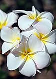 CALVENDO Frangipani (Plumeria), Big Island, Poster DIN A2 hoch, Bilder, Kunstdruck, Wandbild, Wanddeko, Prints ohne R