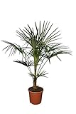 Winterharte Hanfpalme - Trachycarpus fortunei - Gesamthöhe 130-150 cm - Topf Ø 30