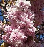 Zierkirsche `Kanzan´, Prunus serrulata, mehrtriebig, ca. 80-100cm, im 5L Top