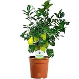 Zitronenbaum - 1 Zimmerpflanze – Zitruspflanze fürs Haus oder Bü