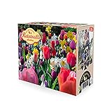 28x Blumenzwiebeln - RATATOUILLE Mix | Frühjahrsblüher Zwiebeln | Tulpen und Narzissen | Gemischte Farben | Mehrjährige blü