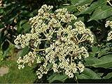 Bienenbaum 15 - 20 cm großer Setzling, Tausenblütenstrauch, Honigesche lat. Euodia hupehensis Tetradium daniellii, Bienen Baum als Hecke, Strauch oder Baum (1, 15-20 cm)