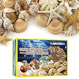 Adventskalender, Conch Collection Activity Kit, Conch Christmas Adventskalender, Weihnachts-Countdown-Kalender, Enthält 24 Muschel-Exemplare, Lassen Sie Kinder Jeden Tag Kleine Überraschungen Grab