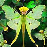Finew 100 stücke Phalaenopsis Orchidee Samen Bonsai Seltene Orchidee Blumensamen Indoor Garten B