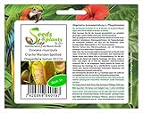 Stk - 5x Dionaea muscipula Charlie Mandon Spotted Fliegenfalle Samen B1224 - Seeds Plants Shop Samenbank Pfullingen Patrik Ip
