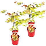 Acer 'Mondaufgang' | Fächer-Ahorn pro 2 Stück - Freilandpflanze im Gärtnertopf ⌀19 cm - ↕60-70