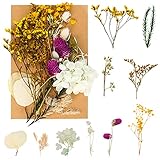 Floepx Natürliche Getrocknete Blumen,Trockenblumen Set,DIY Gepresste Blumen,Trockenblumen Resin,Blumen Natürliche Gemischte,Blüten Getrocknet für Scrapbooking, DIY-Kerze, Schmuckanhänger Basteln (C)