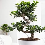 Ideale Geschenkepflanze für Zuhause oder das Büro - Ficus Ginseng dekorativer innen B