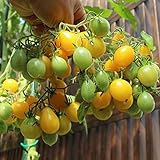 Dattelwein Bio-Tomatensamen für ca. 10 Pflanzen - riesige Rispen, süße Frü