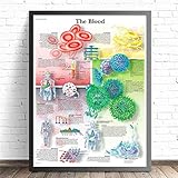 1 stück Menschliche Organe Anatomie-Diagramm Poster und Drucke Leinwand Kunst dekorative Wandbilder für Wohnzimmer Wohnkultur Ungerastete Malerei (Farbe : 6, Size (Inch) : 40x60CM No Frame)