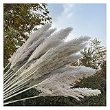 Natürlicher Getrockneter Blumenstraußgras 5 stücke / 80-110cm Plantas Nature Reed Getrocknete Blume Große Pampas Gras Bouquet Hochzeit Home Party Dekoration Ohrlänge ca. 50-70cm Nicht saisonale E