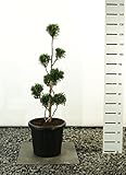 Lebensbaum Formschnitt - Thuja plicata `Martin´ - verschiedene Größen (100-120cm - Topf Ø 36cm -20Ltr. - MULTIKUGEL)