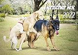 Edition Seidel Tierischer Sex Premium Kalender 2022 DIN A3 Wandkalender Tiere Hunde Schafe Elefanten B