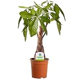 Glückskastanie Pachira Aquatica - 1 Pflanze - Fürs Haus und Büro Zimmerpflanze in 12cm Top