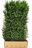 3 Stück Gemeine Eibe Fertig-Hecken 200 cm3 Stk. Taxus baccata Standort:Halbschatten/Schatten/Volle Sonne Winterhärte: Gut w