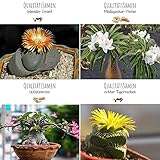 Exotische Kakteen Samen mit hoher Keimrate - Sukkulenten Samen Set für deinen eigenen wunderschön blühenden Kaktus (4er Set Samen Mix)