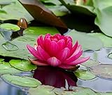 Wasserpflanzen Wolff - Nymphaea 'Perry's Baby Red' im Pflanzkorb - Seerose,