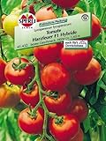 Tomate Harzfeuer F1 Hyb