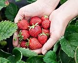 Monats-Erdbeere Rügen min. 250 Samen (0,5g) - 100% Natursamen - ganzes J