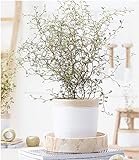 BALDUR-Garten Maori® Sophora Cotoneaster Little Baby,1 Pflanze Zimmerpflanze Schnurbaum Zimmerp