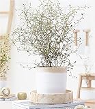 BALDUR-Garten Maori® Sophora Cotoneaster Little Baby,1 Pflanze Zimmerpflanze Schnurbaum Zimmerp
