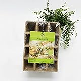 DJIANG TRADING® Saattopf Setzlinge Kasten für Garten,Anzuchttöpfe im Set，Anzuchttöpfe biologisch abbaubar, 144 Stück Anzuchttöpfe, Anzuchtplatte, 12x12 Anzuchttöpfe eckig,