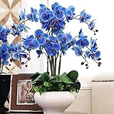 100 Stück Phalaenopsis Samen Orchidee Blume Bonsai Pflanzen Mehrfarbige Blüte Indoor Outdoor Garten Sämlinge für Zuhause - B